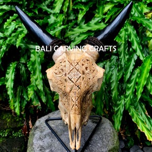 Goat Skull Carved, OrigInal Goat Skull Carving