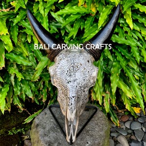 Goat Skull Carved, OrigInal Goat Skull Carving