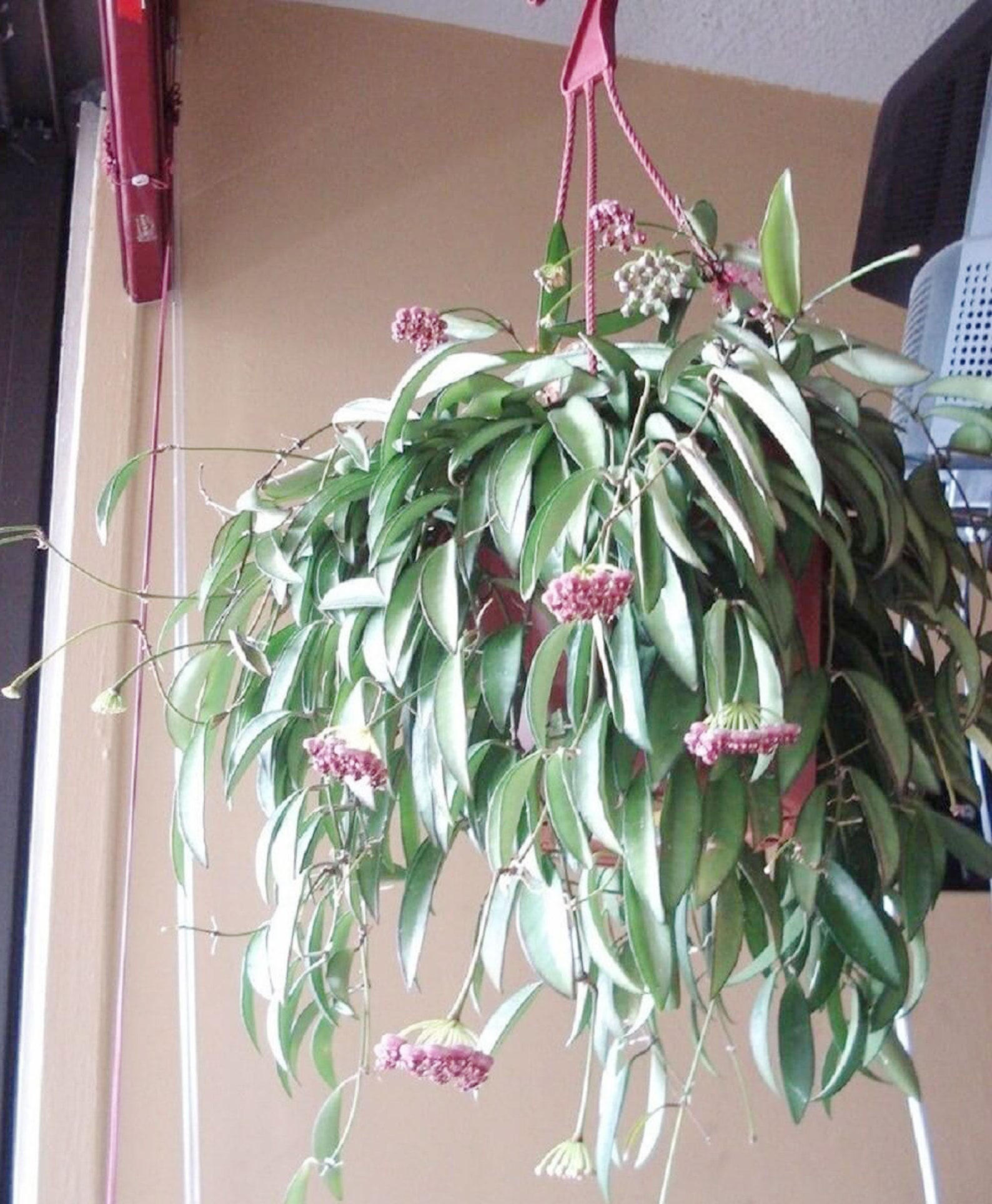 Hoya kentiana variegata