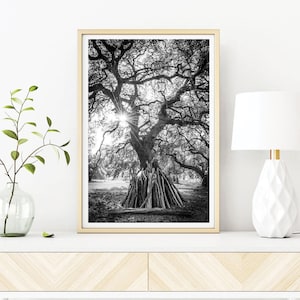 Black & White Landscape Photography, Cemetery Tree, Texas Hill Country Nature Print, Modern Decor, Tree Art Print, Wall Decor