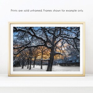 Snow Landscape Photography, Park Trees in Snow 1, Austin Texas Nature Photography, Modern Decor, Tree Wall Art Print, Wall Decor