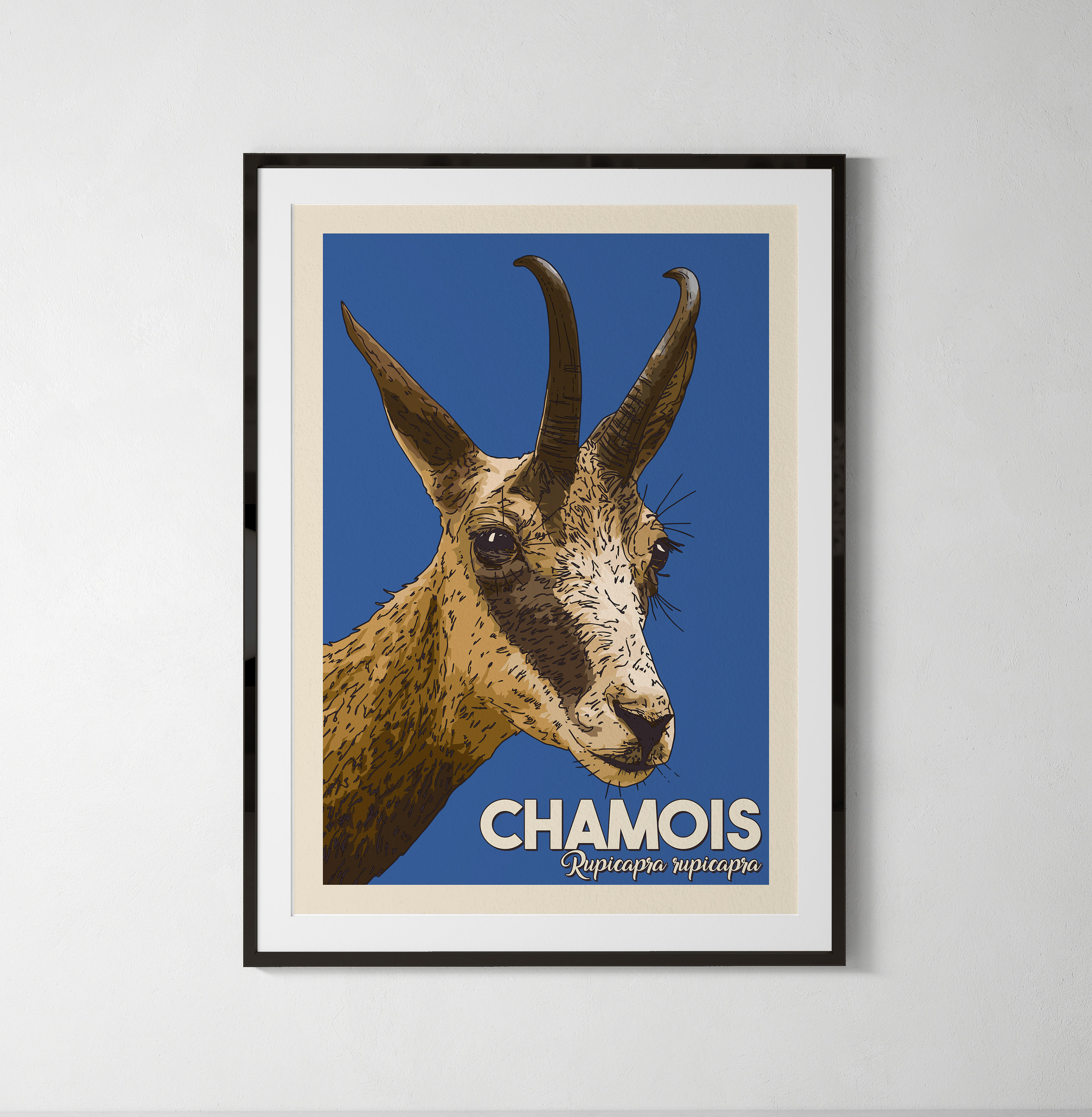Chamois, Illustration Animaux, Affiche Naturaliste, Enfant, A4, A5 ou Carte Postale