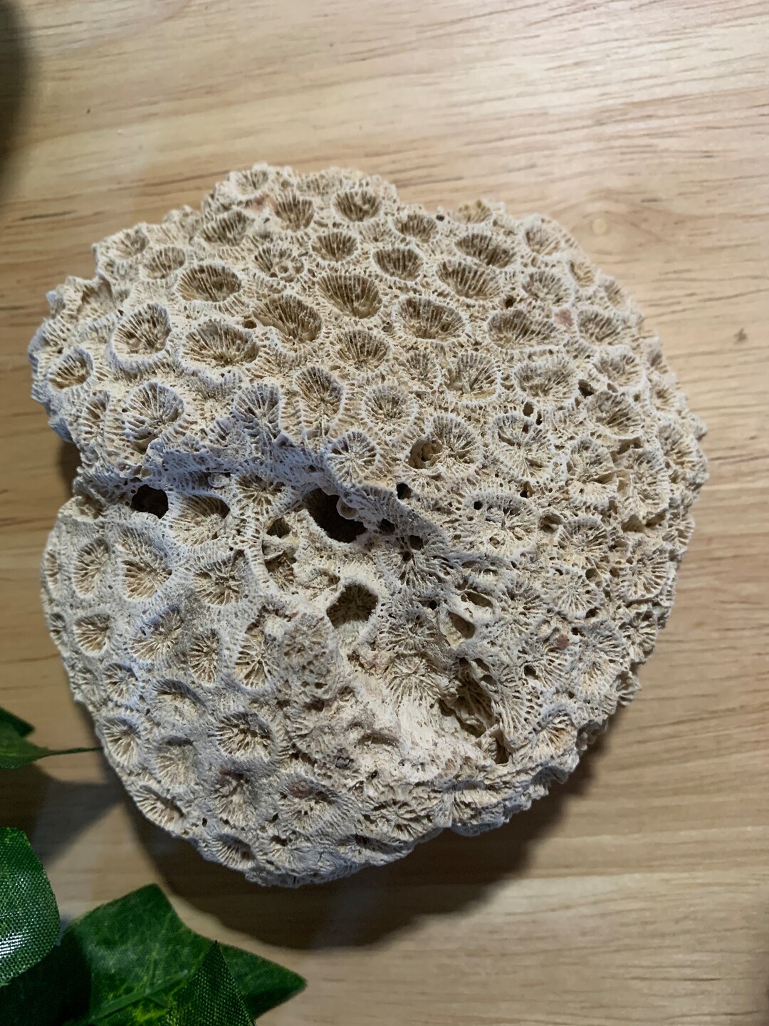 Brain Coral Fossil Collecting Natural White Coral Fossils Etsy Australia