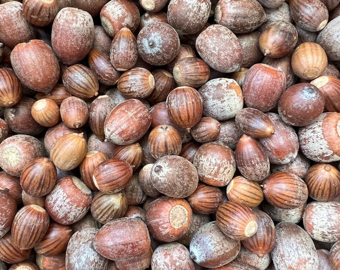 Raw Acorns 1 Lbs Variety of Sizes Etsy