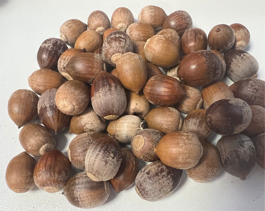 Raw Acorns 10 Lbs Variety of Sizes Etsy