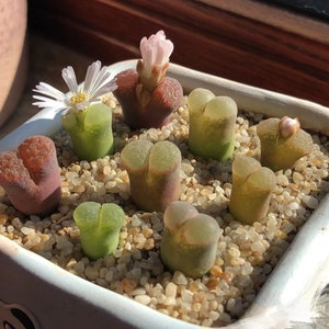 SALE Extremely Rare Ophthalmophyllum/Conophytum longum herrei 0.55/1.3cm / 透窗风铃玉 /Rare Succulents / Living Stone image 4