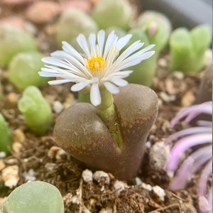 SALE Extremely Rare Ophthalmophyllum/Conophytum longum herrei 0.55/1.3cm / 透窗风铃玉 /Rare Succulents / Living Stone Brown-ish