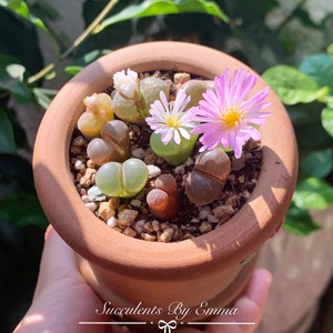 SALE Extremely Rare Ophthalmophyllum/Conophytum longum herrei 0.55/1.3cm / 透窗风铃玉 /Rare Succulents / Living Stone image 2