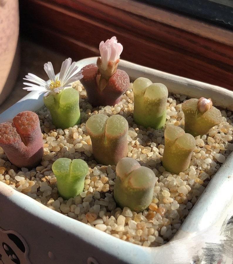 SALE Extremely Rare Ophthalmophyllum/Conophytum longum herrei 0.55/1.3cm / 透窗风铃玉 /Rare Succulents / Living Stone image 4