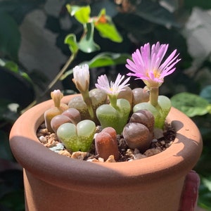 SALE Extremely Rare Ophthalmophyllum/Conophytum longum herrei 0.55/1.3cm / 透窗风铃玉 /Rare Succulents / Living Stone image 3