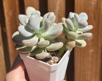 Pachyphytum oviferum "Cheese"  (奶酪) Multi-head Cluster /  Reference Pot Size ~2.7" (7 cm) / Chubby Succulents / Rare Imported Succulents