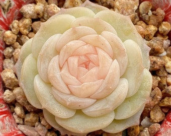 Extremely Rare** Echeveria "Pure Love" (3cm/1.2") / 纯爱 / Compact Size / Korea Imported