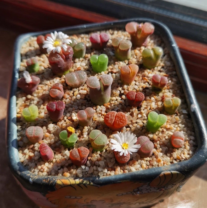 SALE Extremely Rare Ophthalmophyllum/Conophytum longum herrei 0.55/1.3cm / 透窗风铃玉 /Rare Succulents / Living Stone image 5