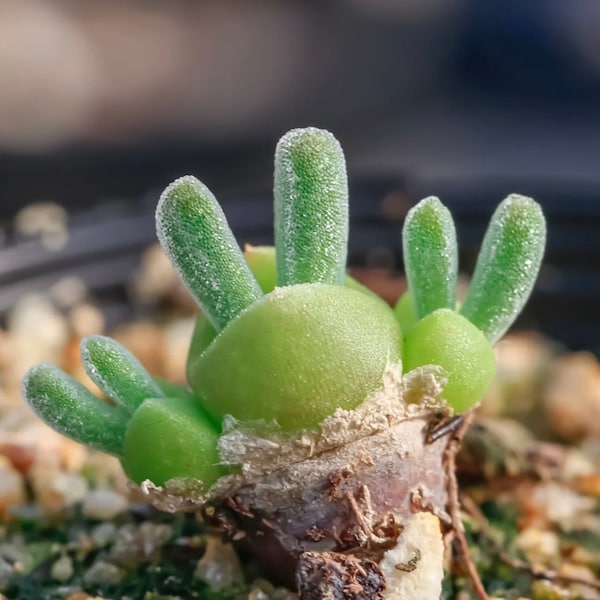 Monilaria moniliforme  (Bunny Succulent, Rabbit Ear) / 小兔子碧光环 / Compact Size / Live Plants