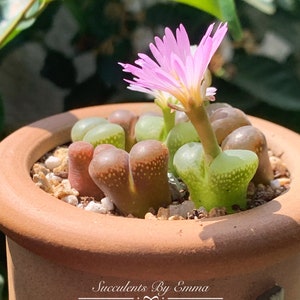 SALE Extremely Rare Ophthalmophyllum/Conophytum longum herrei 0.55/1.3cm / 透窗风铃玉 /Rare Succulents / Living Stone Dark Red