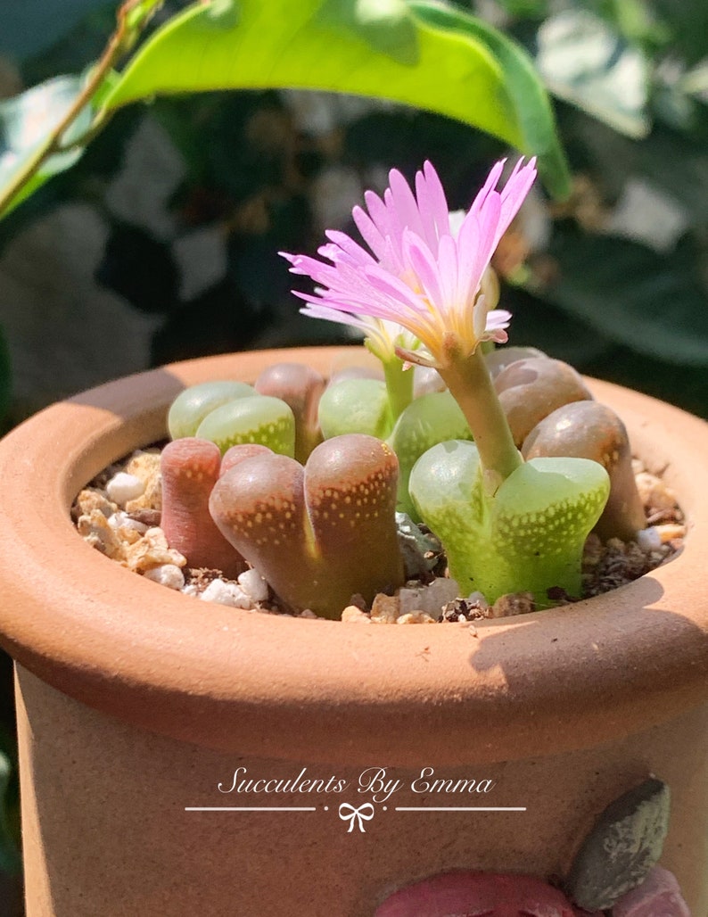 SALE Extremely Rare Ophthalmophyllum/Conophytum longum herrei 0.55/1.3cm / 透窗风铃玉 /Rare Succulents / Living Stone Dark Red