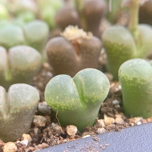 SALE Extremely Rare Ophthalmophyllum/Conophytum longum herrei 0.55/1.3cm / 透窗风铃玉 /Rare Succulents / Living Stone image 8