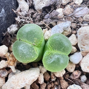 SALE Extremely Rare Ophthalmophyllum/Conophytum longum herrei 0.55/1.3cm / 透窗风铃玉 /Rare Succulents / Living Stone Green