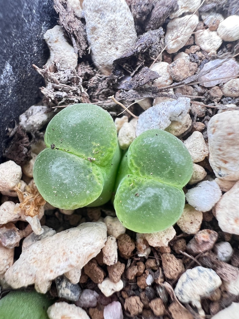 SALE Extremely Rare Ophthalmophyllum/Conophytum longum herrei 0.55/1.3cm / 透窗风铃玉 /Rare Succulents / Living Stone Green