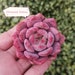 see more listings in the Echeveria section