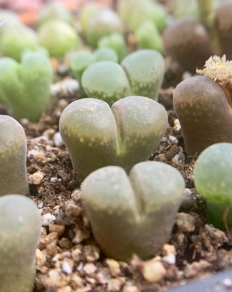 SALE Extremely Rare Ophthalmophyllum/Conophytum longum herrei 0.55/1.3cm / 透窗风铃玉 /Rare Succulents / Living Stone image 9