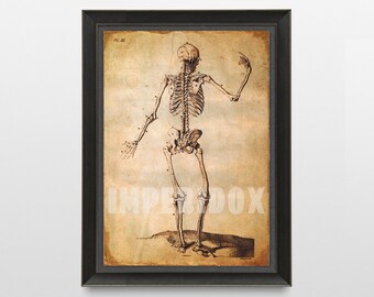 Skeleton Poster Print, Skeleton Artwork, Skeleton Print Bathroom, Hand aged print, Human Anatomy Poster Home Decor, Hand aged reproduction