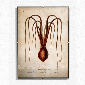 Octopus Macropus Risso Aged Print A4
