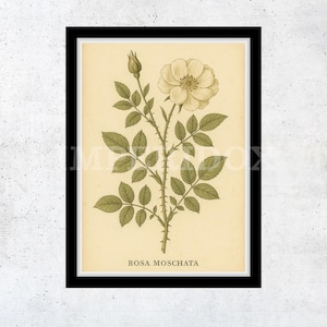 Rosen Print - Vintage Botanische Wandkunst, Cottagecore Blumen Illustration, Rustikales Shabby Chic Wohndekor