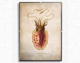 Elegant Octopus Art Print - Vintage Marine Decor - Ocean Life Poster - Coastal Nautical Wall Art