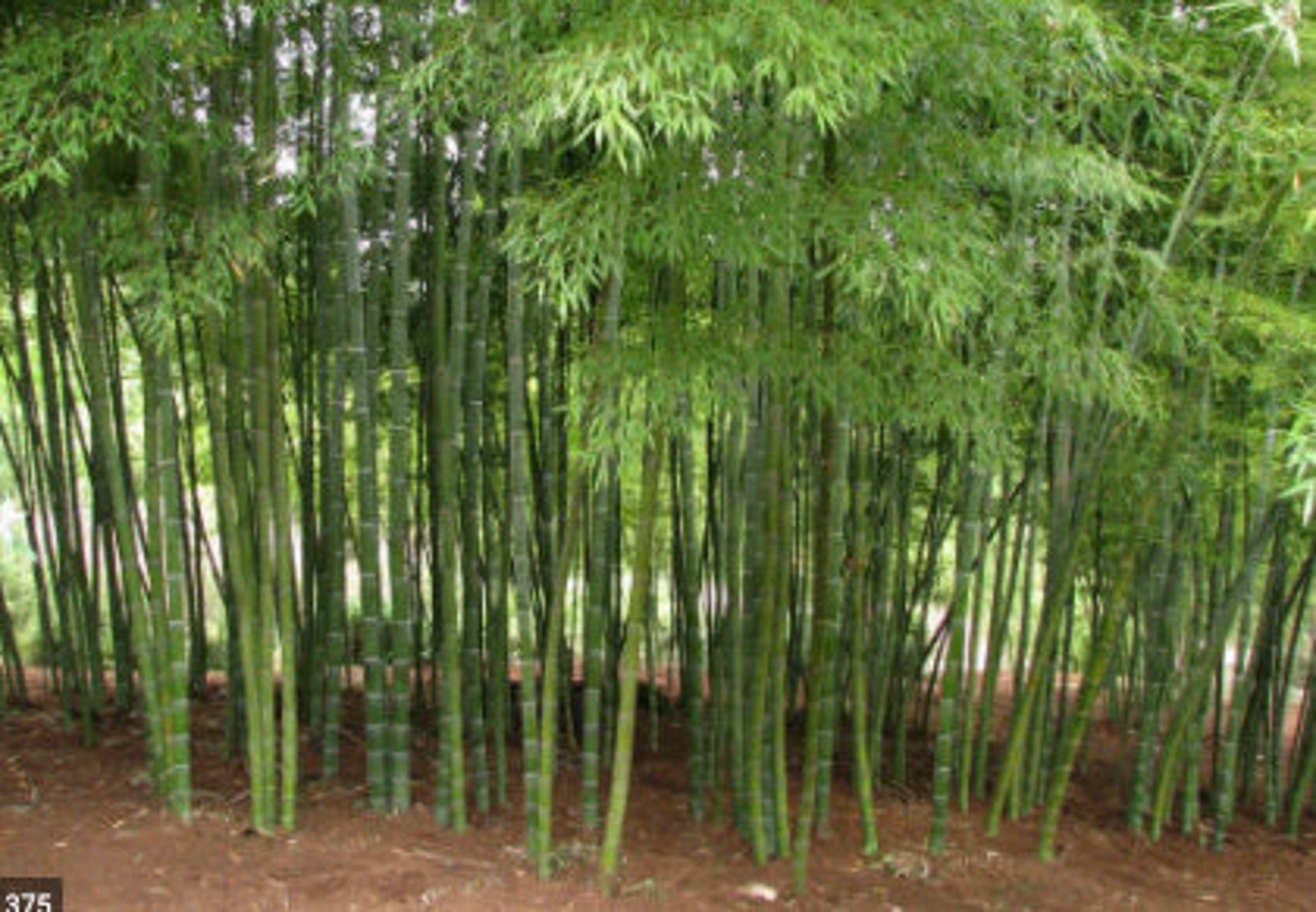 Two Live Bamboo Culm With Root or Rhizome Starter Plant Etsy