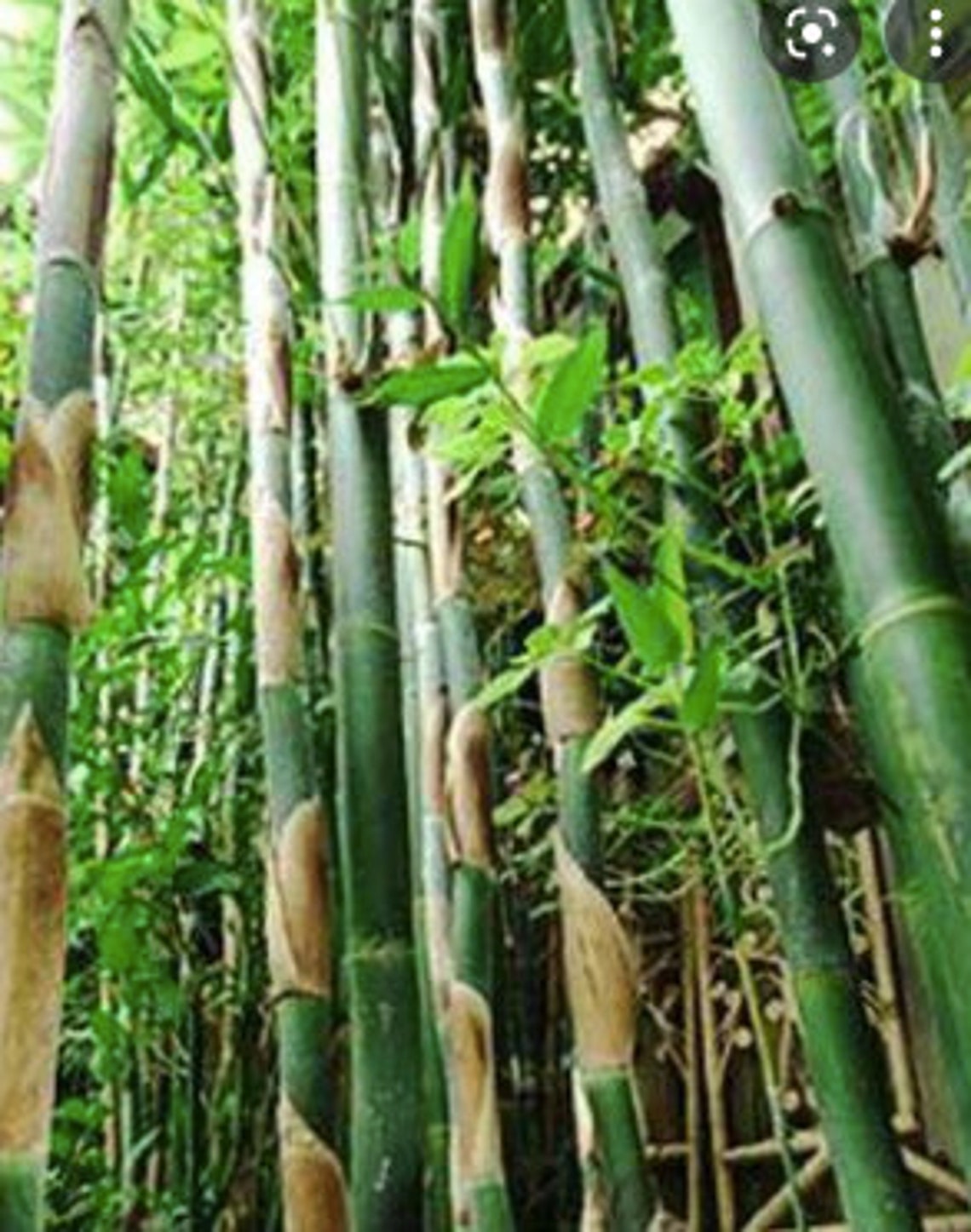Two Live Bamboo Culm With Root or Rhizome Starter Plant Etsy