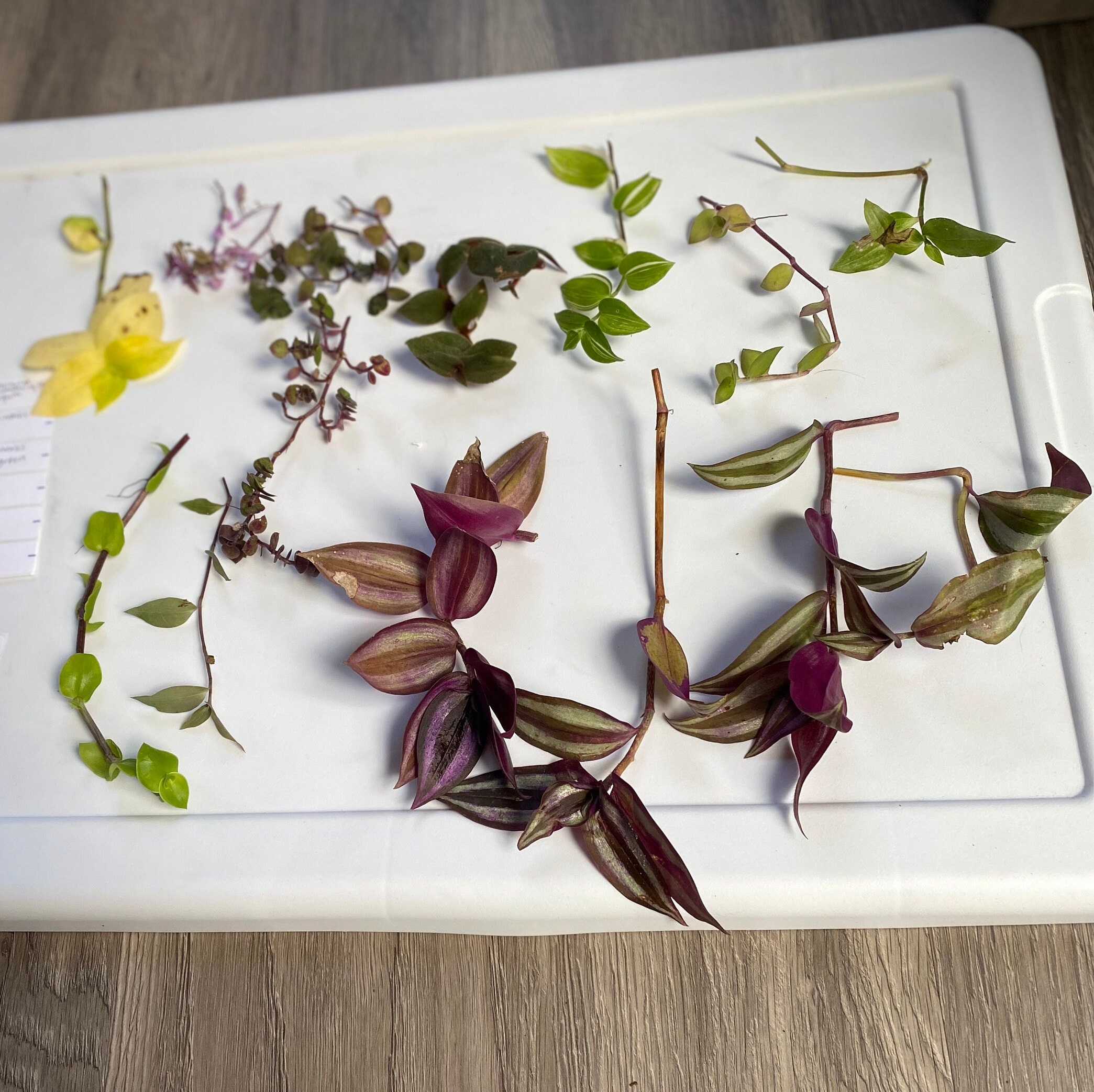 Weeekly マンデー Monday ColoRise ヒデン セルカ トレカ Weeekly マンデー Monday ColoRise ヒデン セルカ トレカ Weeekly