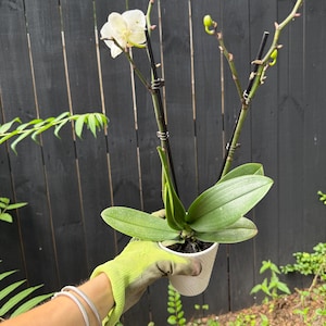 Orchid Plant Variegated Phalaenopsis White Yellow Purple Flower Bloom Small Orchid Beautiful Easy House Plant Tropical Orchidae Gift Live