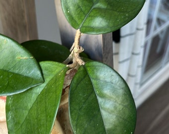 Hoya Fungii Cutting Hoya Wax Plant Star Blooms Fragrant Vining Plant