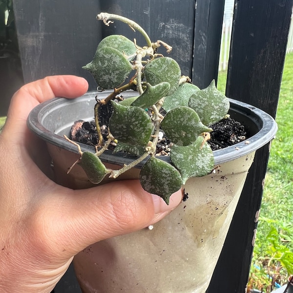 Hoya Curtisii