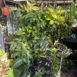 Random Plant Cutting Box rare and common houseplants variegated varieties big mystery box cheap plants