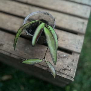 Hoya Cutting Box Random Bundle Hoya Epiphytic plant variegated veiny pink white green blooming fragrant plant cuttings