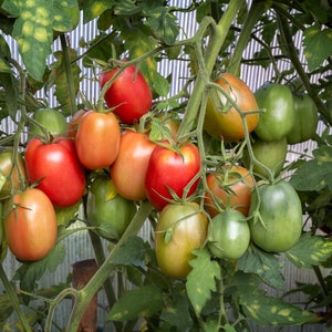 Roma VF Tomato Seeds