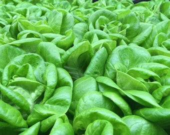 May include: A close-up of a bunch of fresh, green lettuce leaves. The leaves are tightly packed together, creating a lush and vibrant texture.