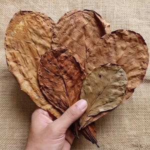 May include: A collection of dried, brown leaves of varying sizes, held together. The leaves display intricate vein patterns and range in color from light tan to deep brown. The leaves are held against a neutral-toned, textured background.