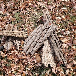 May include: A collection of textured, brown tree bark pieces arranged on a bed of fallen leaves and grass. The bark has a rough, natural appearance, with visible ridges and patterns. A gloved hand is visible.