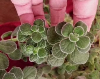 Vicks Plant (Plectranthus tomentosa) fuzzy succulent Live potted Plant