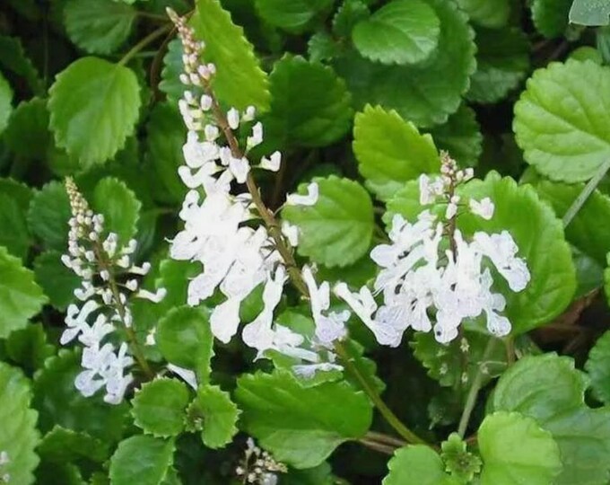 Swedish Ivy, Creeping Charlie (plectranthus Verticillatus) Live Plant
