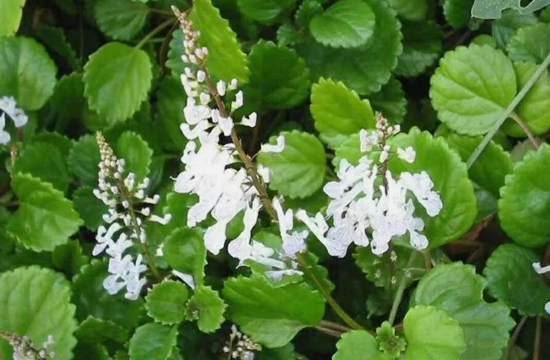 Plectranthus verticillatus