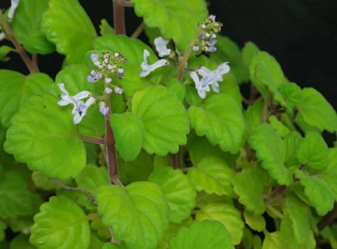 Swedish Ivy Creeping Charlie plectranthus Verticillatus - Etsy