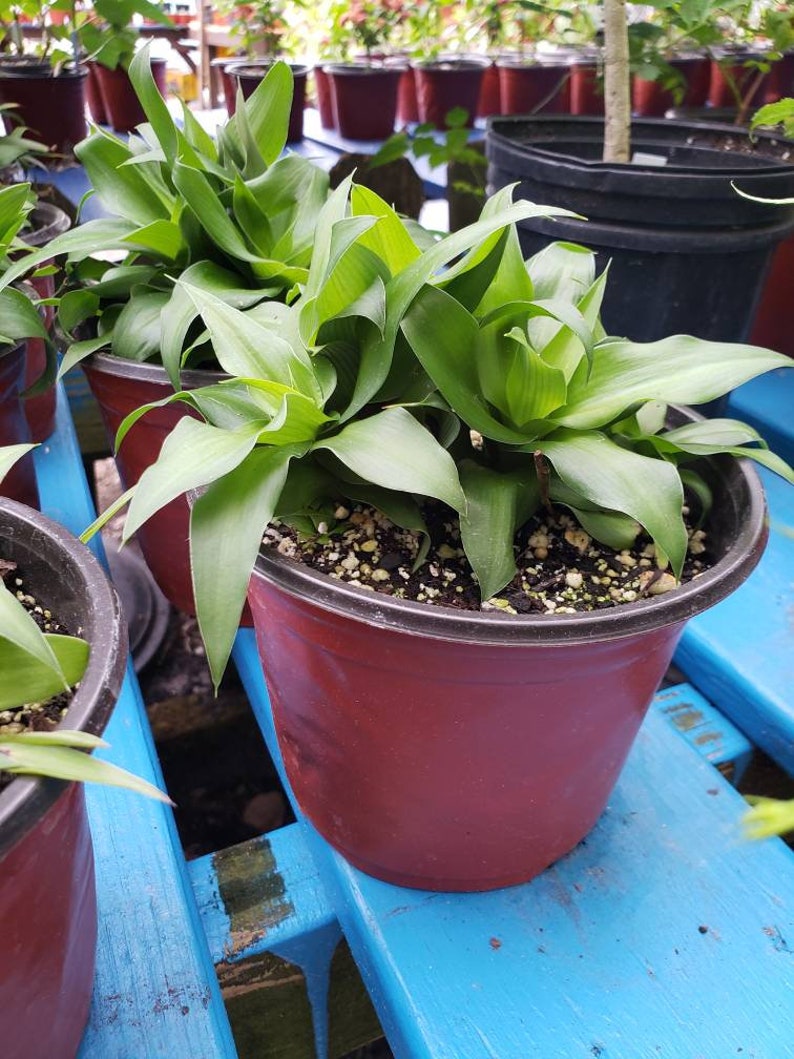 Shamrock Spider Plant Rare Solid Green Chlorophytum Comosum Etsy