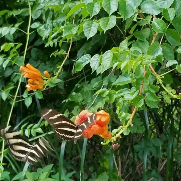 Orange Trumpet Creeper  live plants (Campsis radicans) butterflies hummingbirds