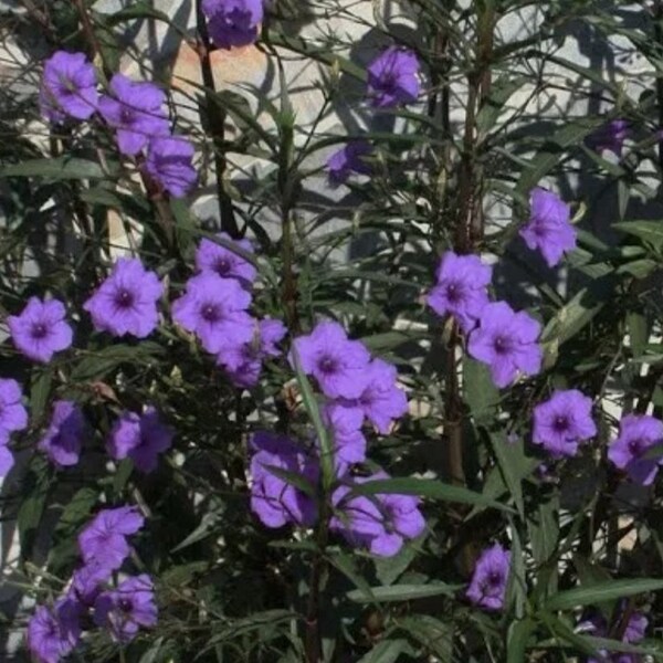 2 Petunia mexicana (Ruellia simplex) Flores moradas, plantas vivas Envío prioritario asegurado