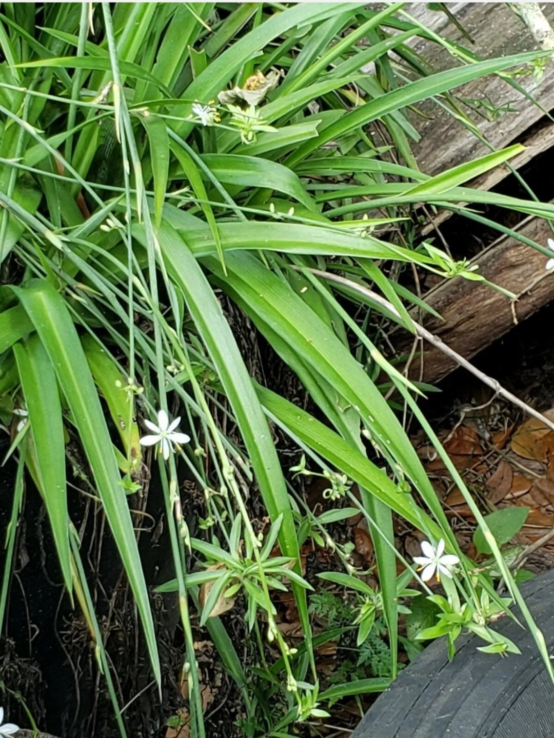 wild.flower seeds Wildflower Wildlife Seeds Mixture