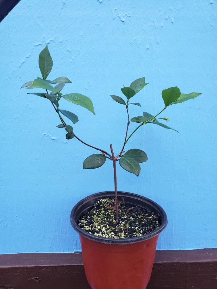 Star Jasmine Confederate Jasmine Trachelospermum Etsy